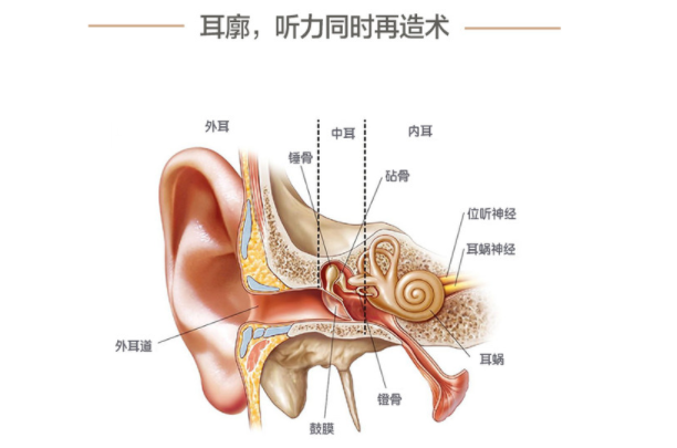 耳廓整形